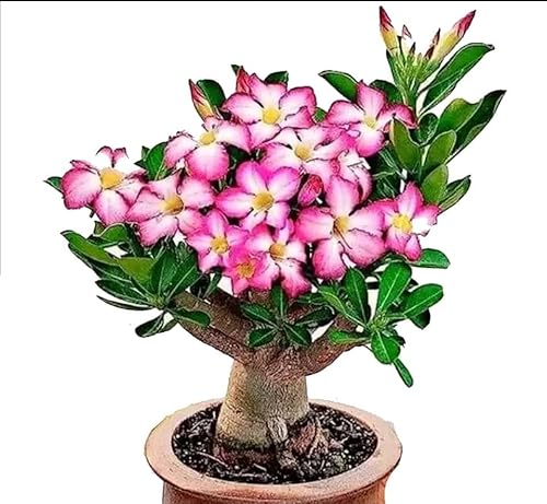 AkGreens 1 Pcs Adenium, Desert Rose, Impala Lily, Mock Azalea, Sabi Star, and Dwarf Bottle Tree pack of 1 in Biodegradable grow bag