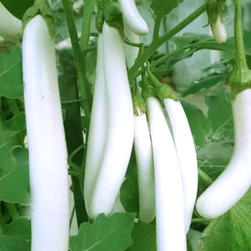 50+ Brinjal White Long Seeds | Non-GMO, Heirloom | High Germination (90%+) | Canadian Climate Proven | Easy Grow Vegetable Seeds