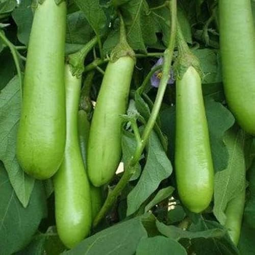 Brinjal Green Long Heirloom Seeds for Planting, 50 Seeds, Non-GMO