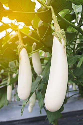 250 Organic Non-GMO Heirloom White Long Brinjal Seeds – Ideal for Nutritious, Chemical-Free, Grow Your Own Foor at Home!