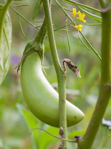 150 Organic Non-GMO Heirloom Long Green Brinjal Seeds – Grow Your Own Food, Grow Fresh Long Green Brinjal at Home for Your Family!