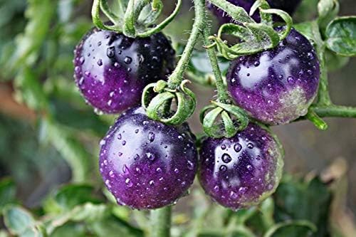 Brinjal Purple Round Seeds for Planting, Heirloom, Non-GMO, 50 Seeds, Canadian Gardening Favourite