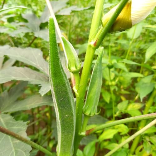 Okra Bhindi Arka Anamika (Bhindi, bamia, Okra) Seeds (15)