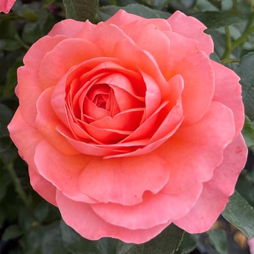 YouGarden Rose 'Precious Memories', Established Plant in 3L Pot, Ready to Plant Rose