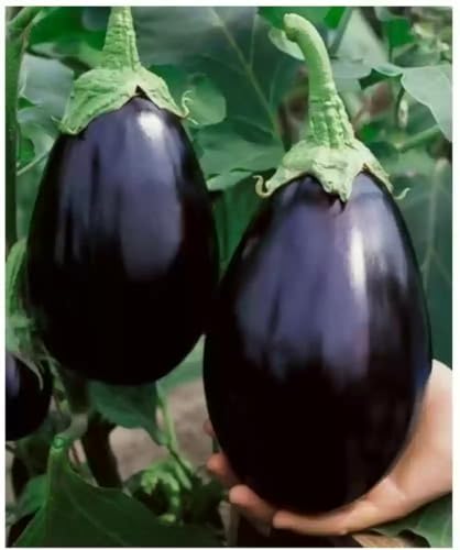 Black Brinjal Seeds, Round Eggplant Variety, 100+ Seeds for Home Garden and Pots
