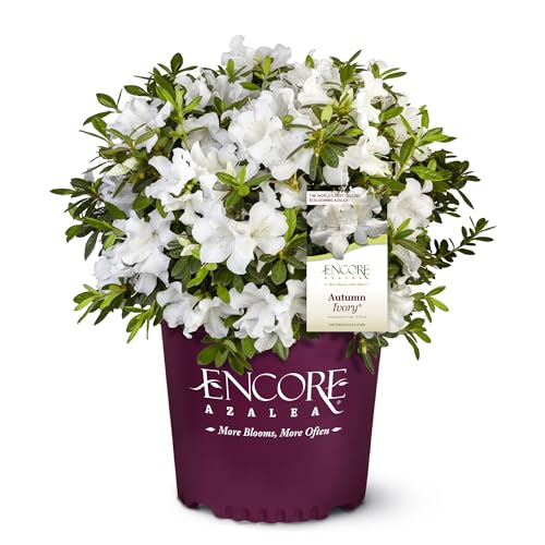 1 gal. Encore Azalea Autumn Ivory Shrub
