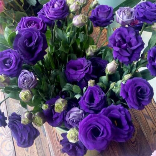Lisianthus - A Sincere and Immutable Love, Eustomas Thornless Rose Lisianthus Seeds,Mixed Eustomas Flower Seeds for Planting All Seasons(Deep Purple,50)