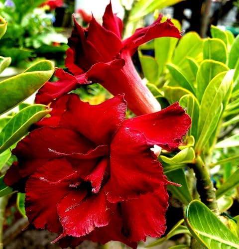 Desert Rose Mock Azalea Grafted Live Plant with Self-Watering Pot, Red Flowering Adenium