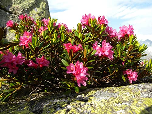 Rhododendron Ferrugineum Alpenrose Stunning Rose Azalea Bh 50+ Seeds
